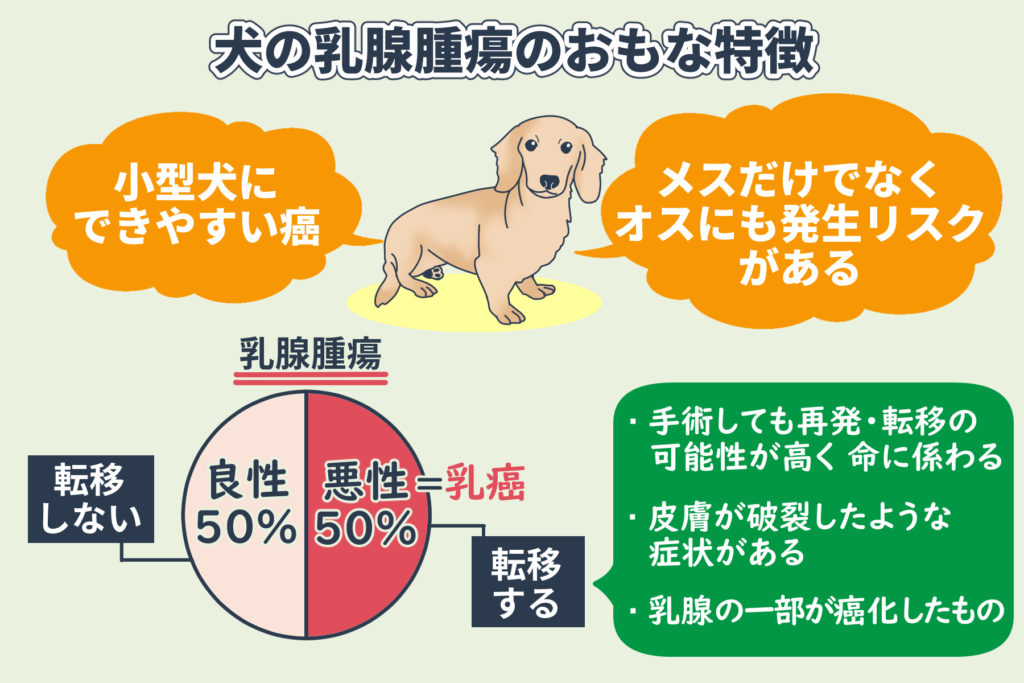 犬の乳腺腫瘍のおもな特徴