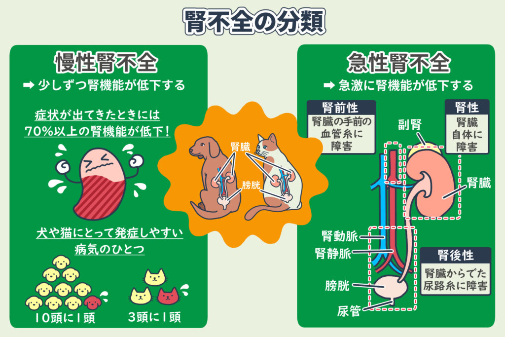 腎不全の分類