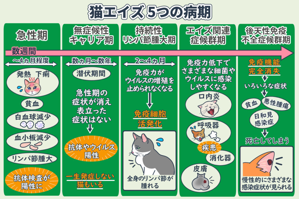 猫エイズ5つの病期