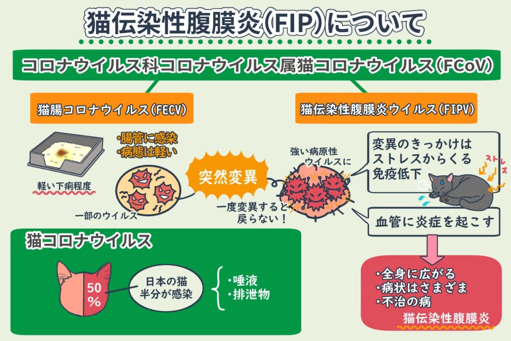 โรคเยื่อบุช่องท้องอักเสบในแมว (FIP: Feline infectious peritonitis) คืออะไร?