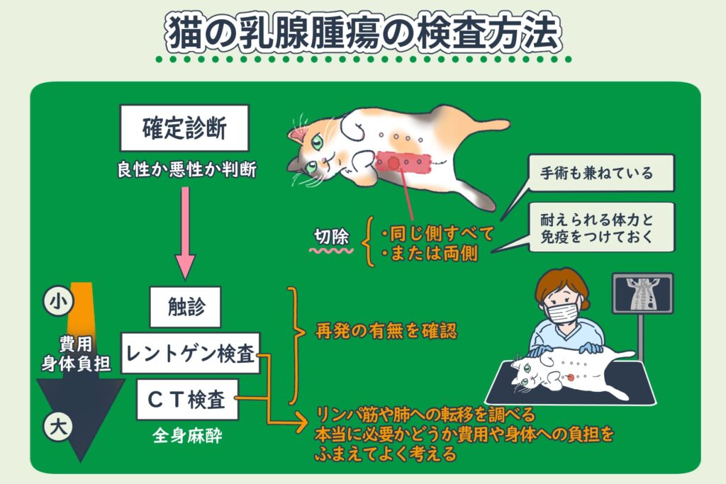 การตรวจโรคเนื้องอกในแมว