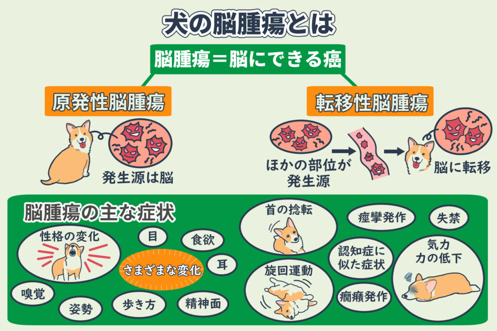 เนื้องอกในสมองของสุนัขคืออะไร