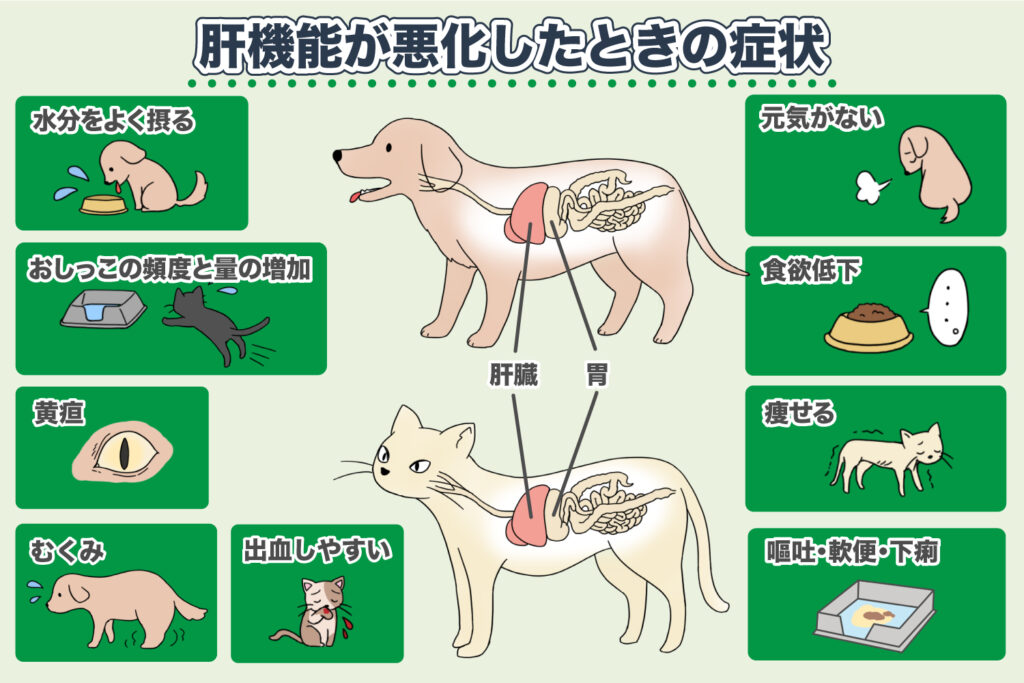 肝機能の不調（肝疾患）