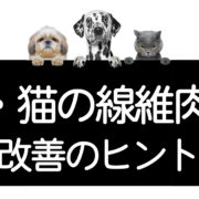 犬や猫の線維肉腫の改善方法