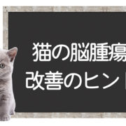 猫の脳腫瘍の克服方法