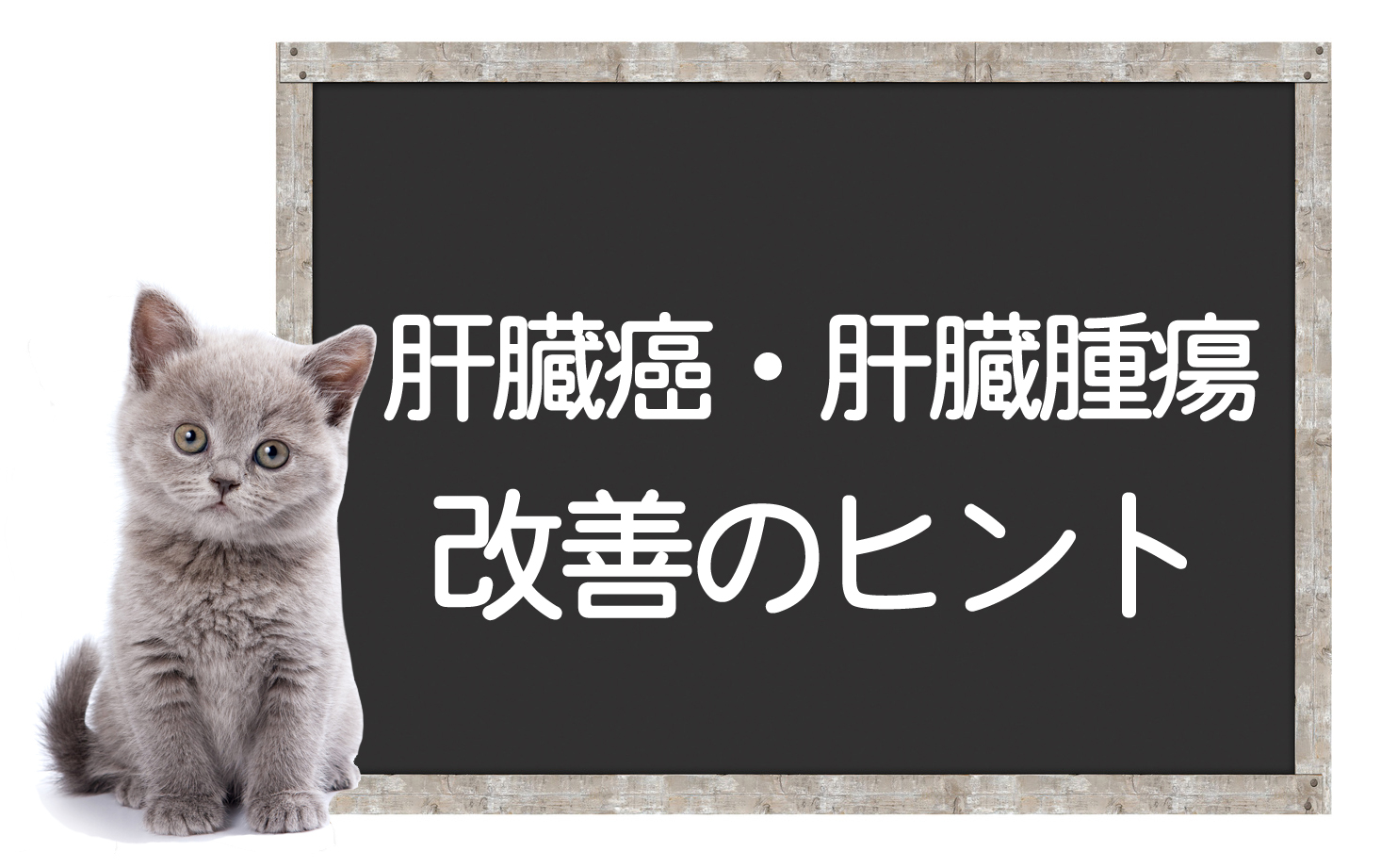 มะเร็งตับและเนื้องอกตับในแมว – สาเหตุและอาการ, การตรวจสอบ, การผ่าตัด, วิธีการรักษา, เคล็ดลับการปรับปรุงイメージ