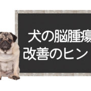 犬の脳腫瘍の改善方法