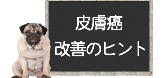 犬の皮膚癌の改善方法