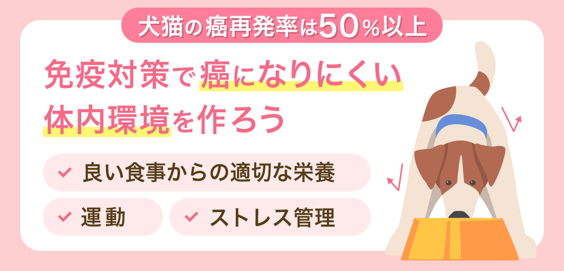 犬猫の癌再発率は50%以上 免疫対策で癌になりにくい体内環境を作ろう