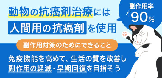 動物の抗癌剤治療には人間用の抗癌剤を使用