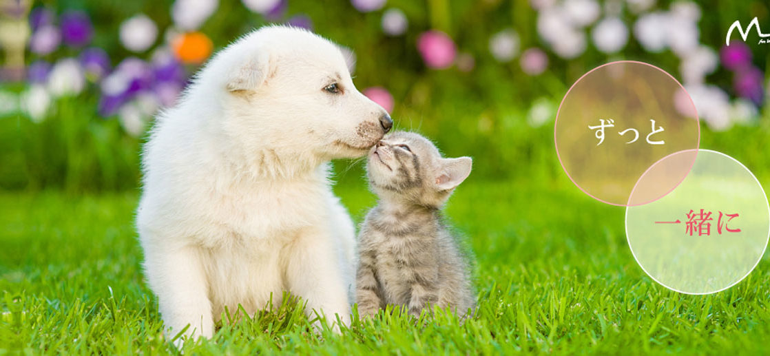 犬が癌でも笑顔で