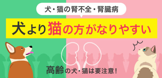 犬・猫の腎不全・腎臓病 犬より猫の方がなりやすい 高齢の犬・猫は要注意！