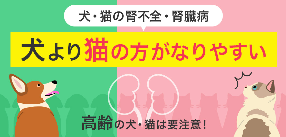 犬・猫の腎不全・腎臓病 犬より猫の方がなりやすい 高齢の犬・猫は要注意！