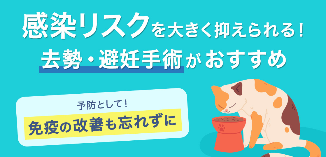 โรคติดเชื้อไวรัสเอดส์แมว・FIV การแสดงอาการ, อาการ, วิธีการรักษา, วิธีเอาชนะイメージ